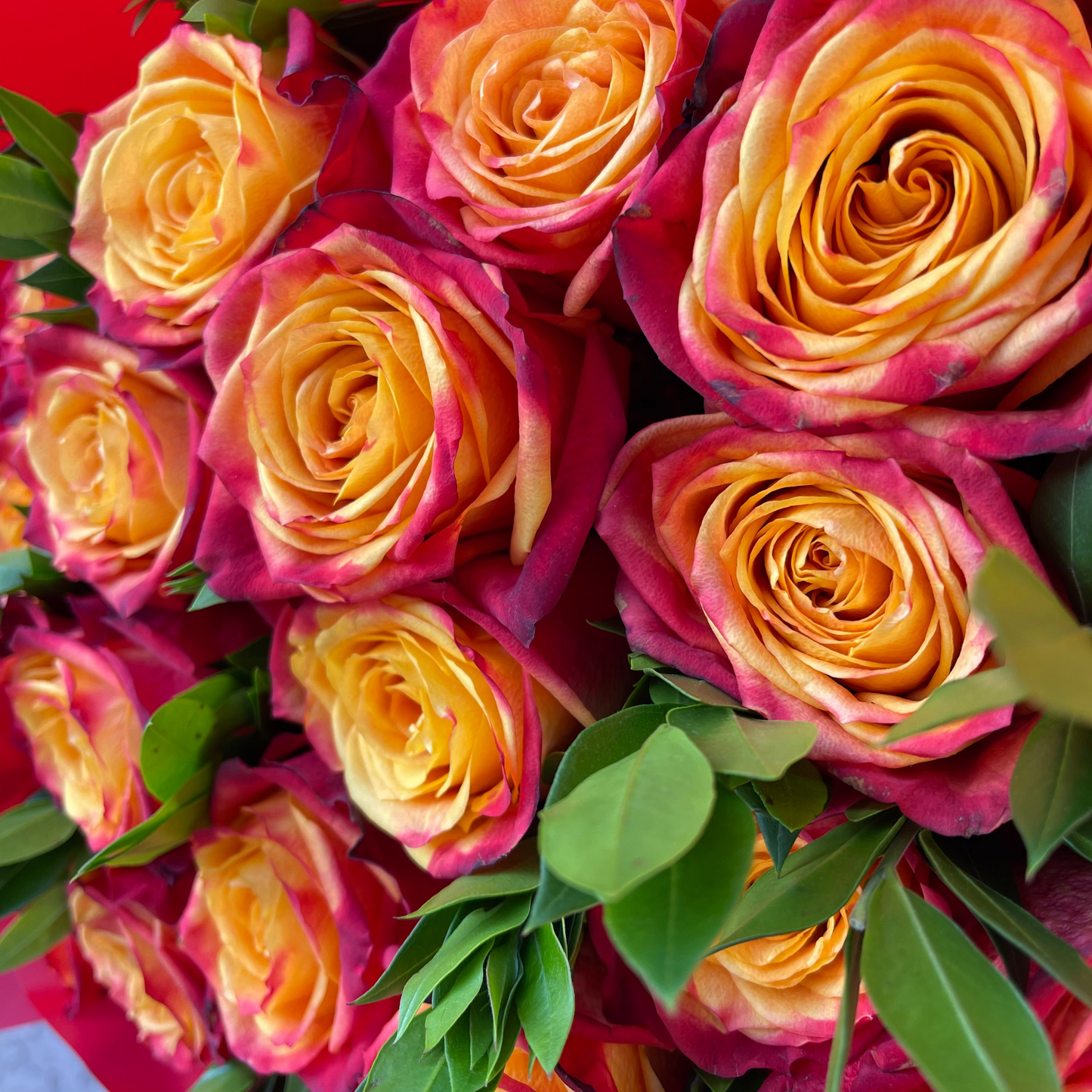 Bouquet of pink and yellow roses with green leaves on a red background