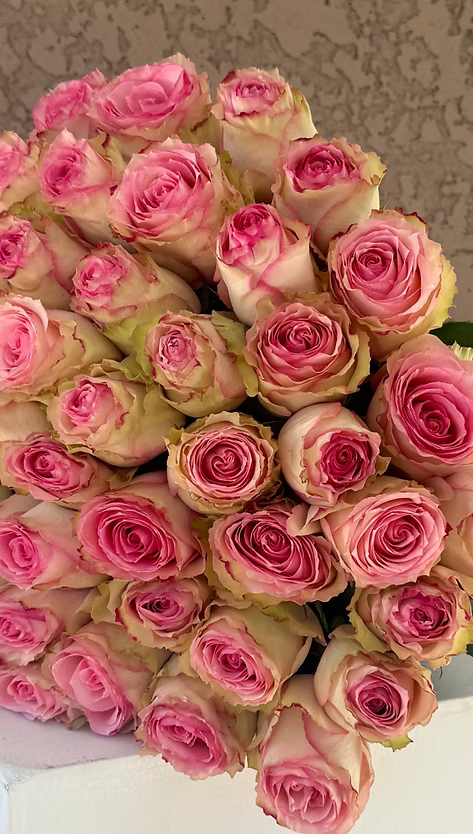 Bouquet of pink roses with a neutral background
